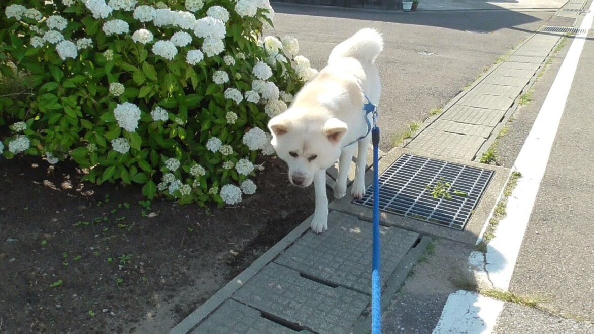 【秋田犬ゆうき】全部が夏毛になったので暑くてもしっかり歩いて飼い主をお散歩させてます【akita dog】