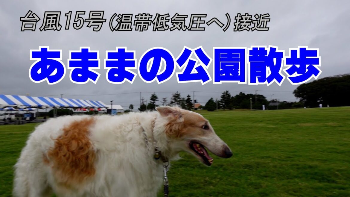 ボルゾイ  あまま(雨間)の公園 散歩　大型犬 遊佐
