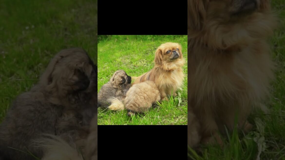 Pekingese Dogs in Nature