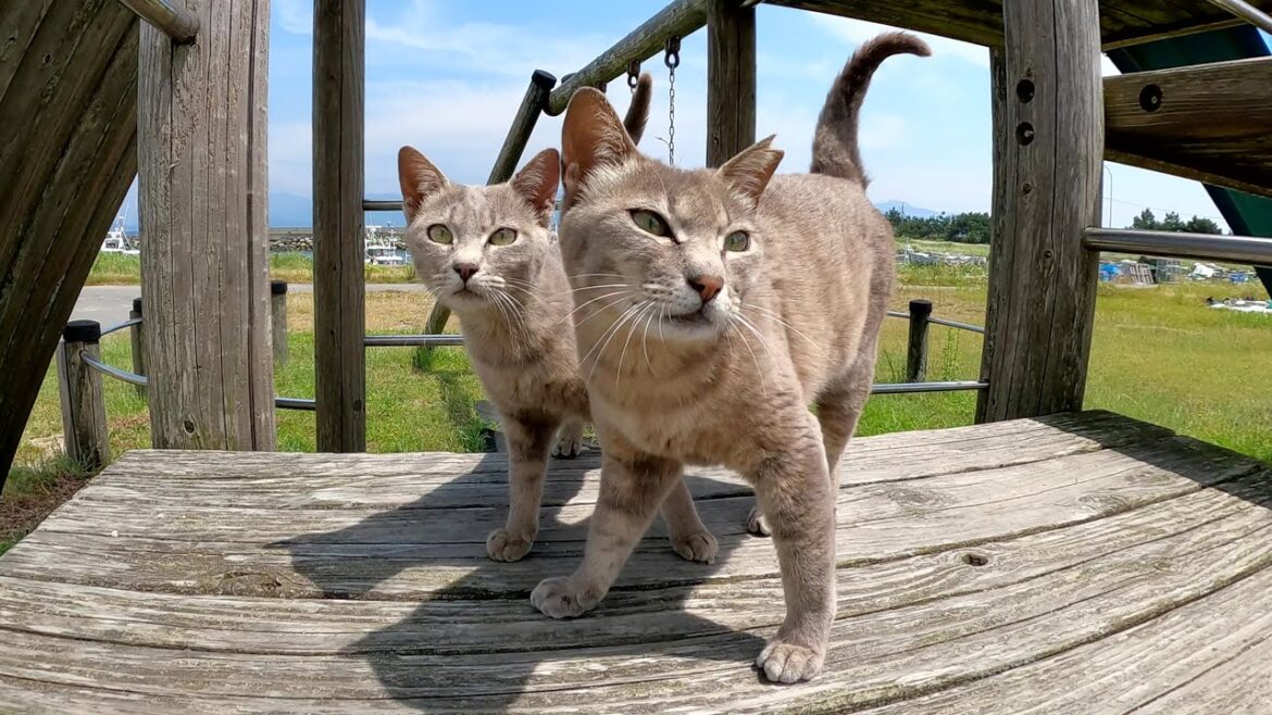 公園の遊具で遊ぶ灰色猫とシャム猫に近づいたら警戒された
