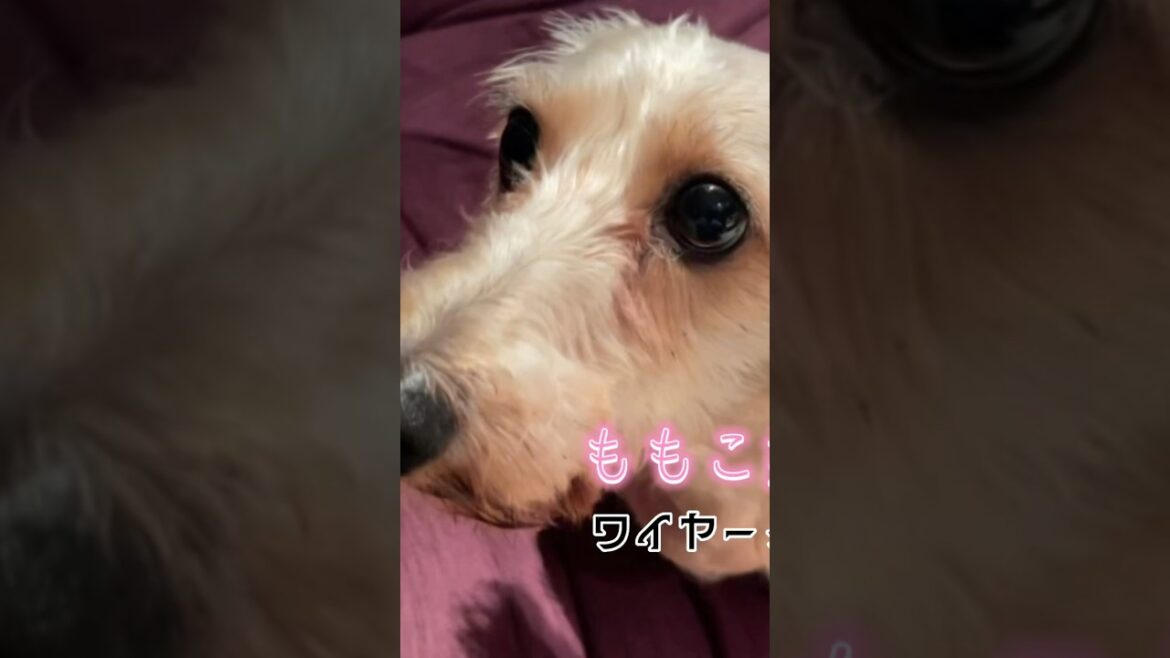 アゴがガクガク⁉︎必至のももこ　ワイヤーダックス　dachshund