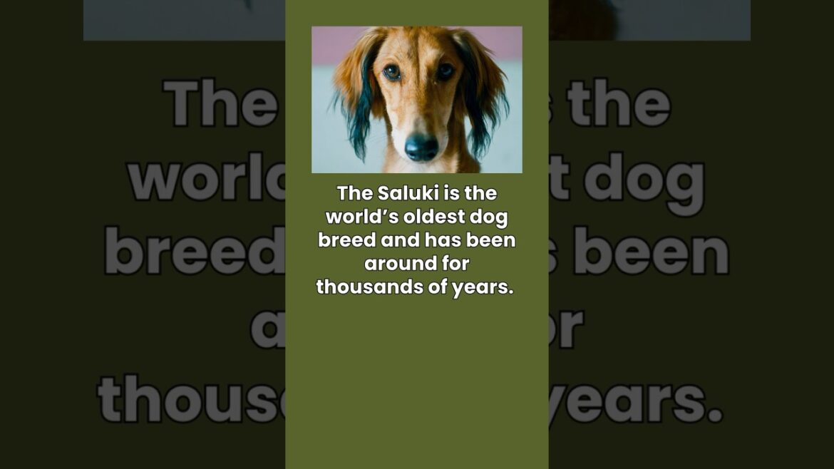 What is the oldest dog breed? #dog #facts