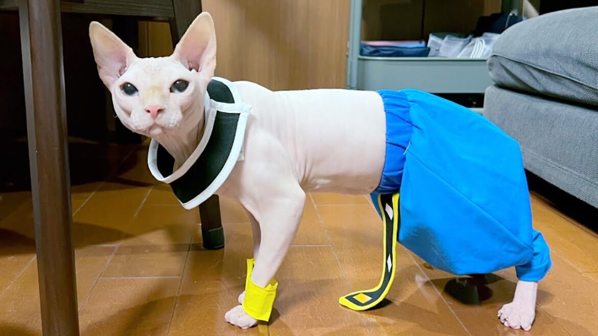 スフィンクス猫がドラゴンボールの破壊神ビルス様に成長(?)するまで スフィンクス猫がドラゴンボールの破壊神ビルス様に成長(?)するまで