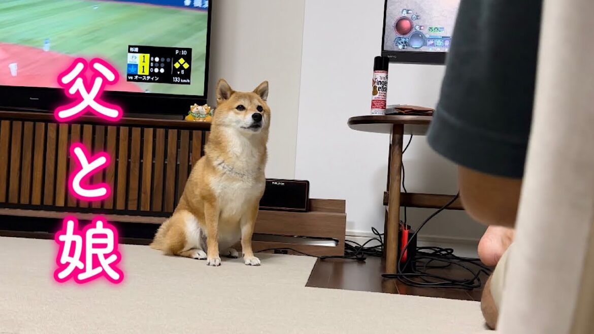 父と娘のようなやりとりで拗ねたり怒ったり人間らしい柴犬が可愛い