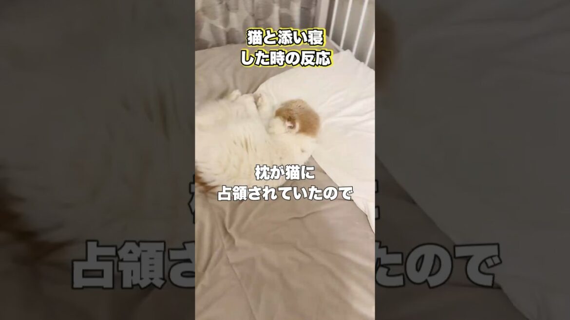 【検証】猫と添い寝したらどうなるのか？　#スコティッシュフォールド