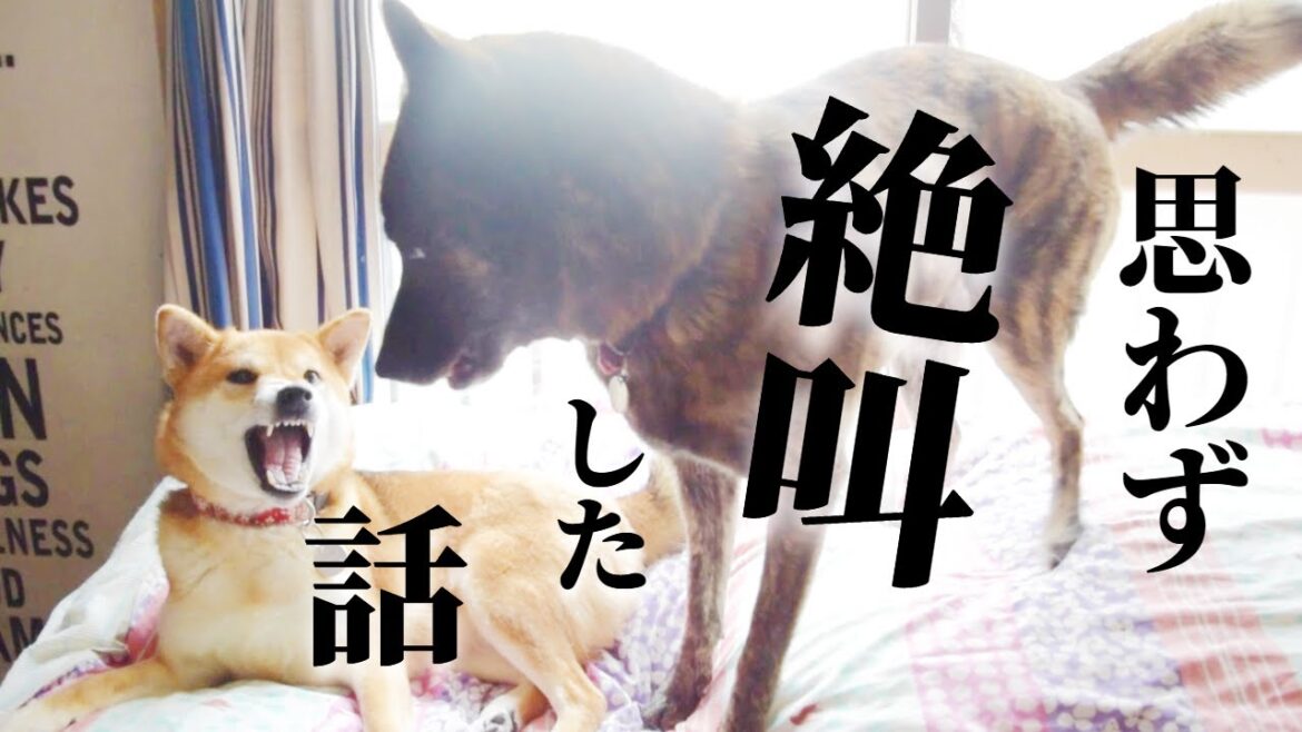 【衝撃】こんな事ある⁉散歩中に思わず絶叫するほど驚いた話3選！【甲斐犬・柴犬】