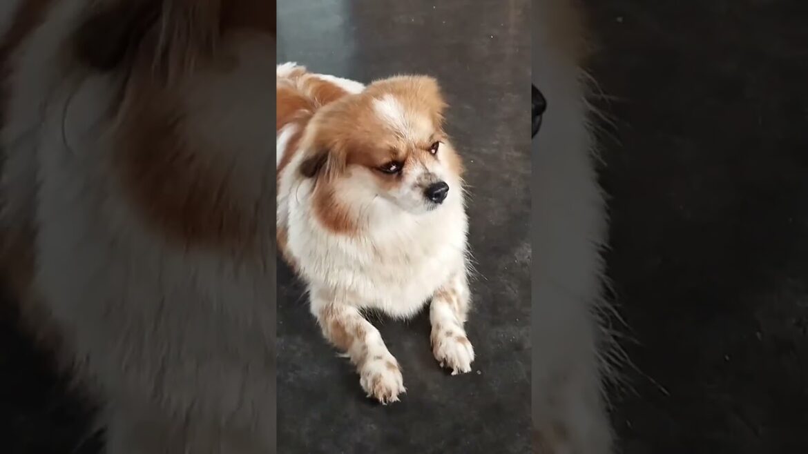 dog 🐶🐕