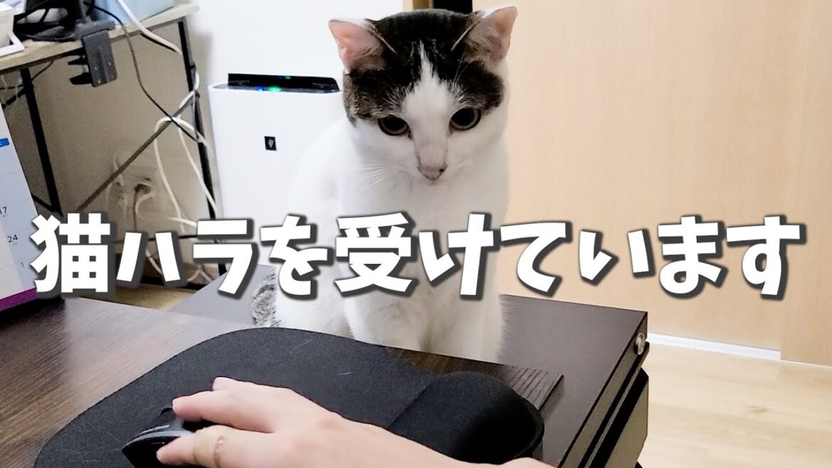 愛猫にネコハラされる飼い主、今日はもう仕事しません！