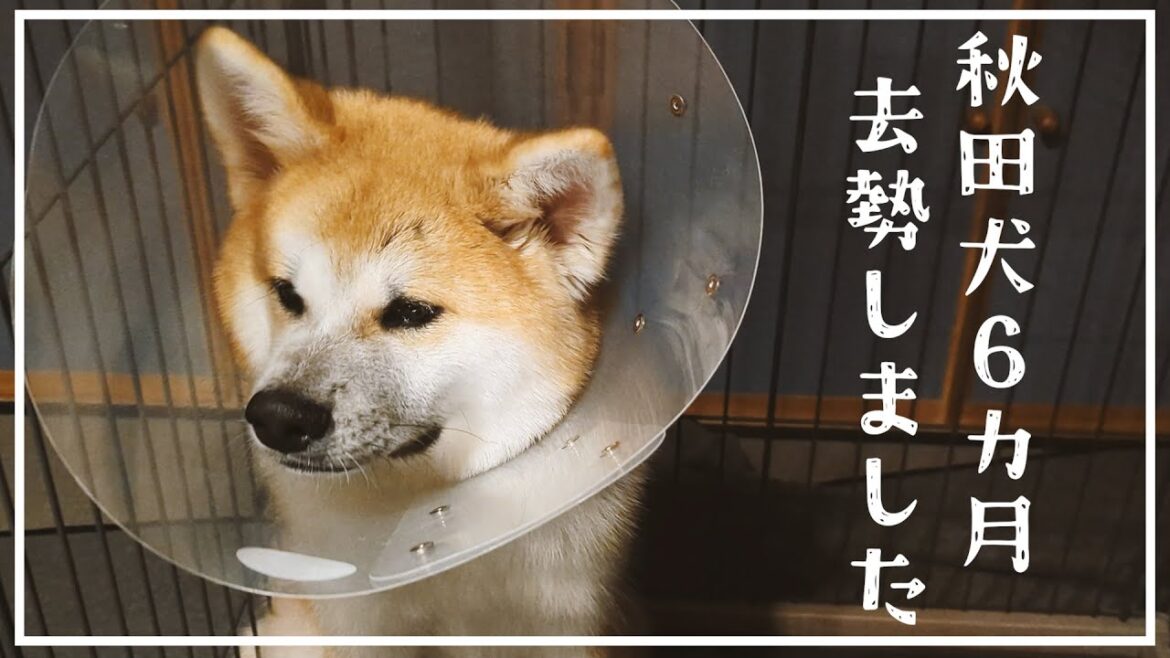 【去勢】ひなた去勢の日、はなびはひとりドッグランへ【秋田犬と柴犬】
