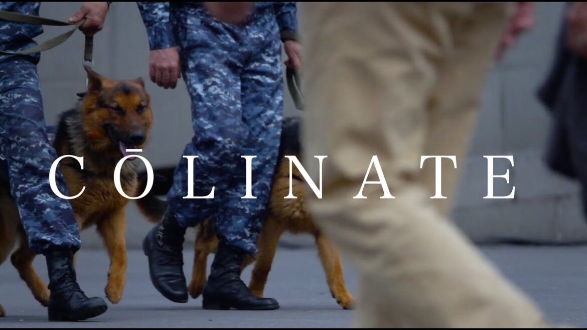COLINATE K-9（警察犬/警備犬）