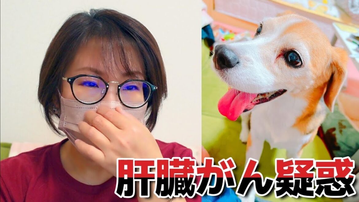 【ご報告】愛犬ビーグルに肝臓がん疑惑。