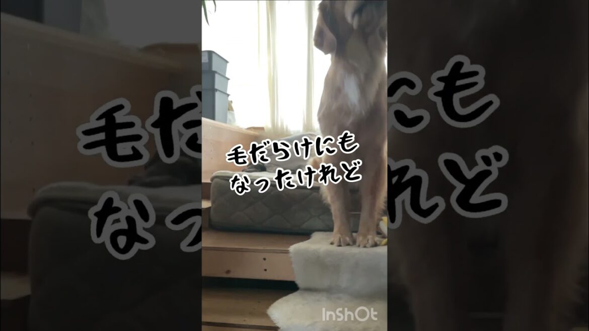 大中小3匹の犬と目覚めるベッドの現状