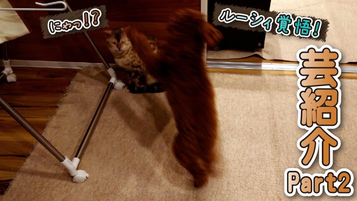 【スノーベンガル猫とトイプードル】生後９か月の子犬と愛猫の新芸を紹介します　Part 2