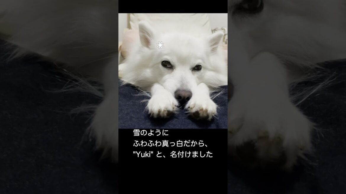 日本スピッツの雪ちゃん、今日の寝落ち　　#shorts, #japanesespitz, #ショート