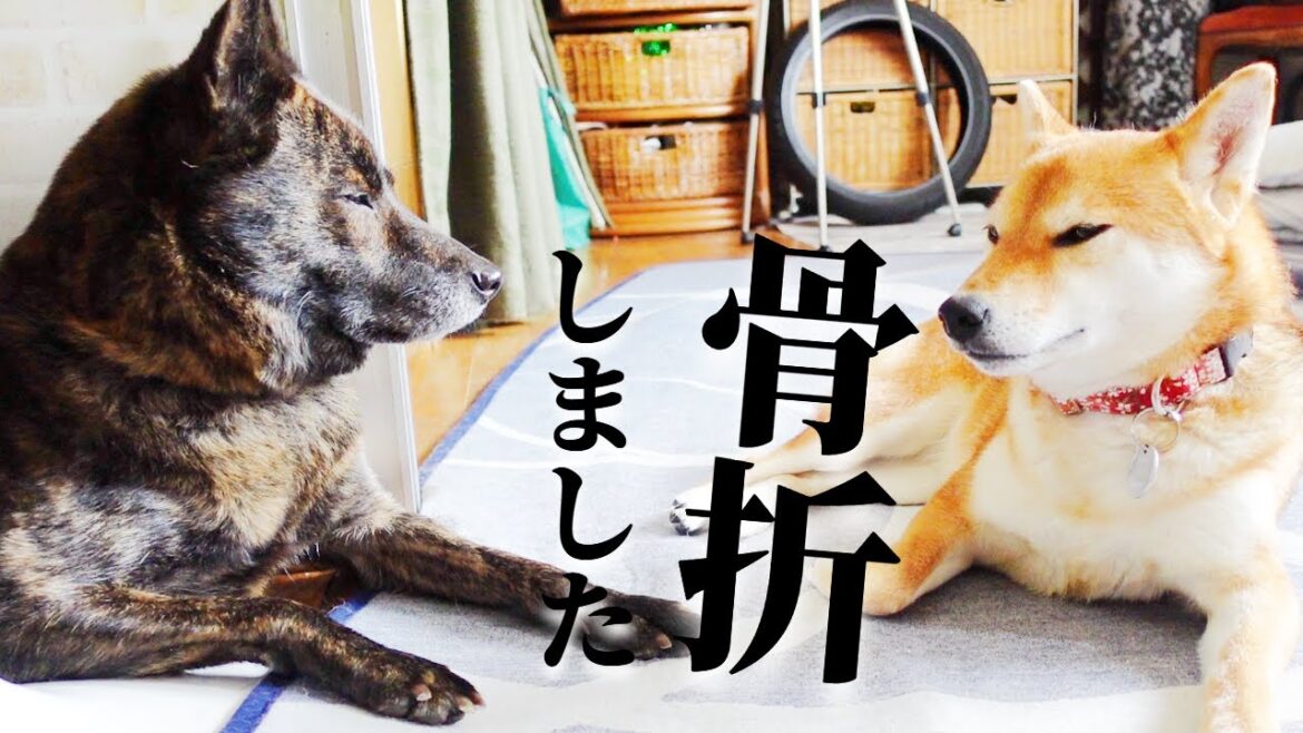 緊急報告！骨折しちゃいました！！！！【甲斐犬・柴犬】
