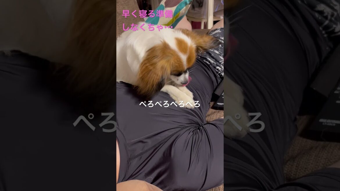 寝ているぱぱを起こし上でくつろぐパピヨン🐶😱
