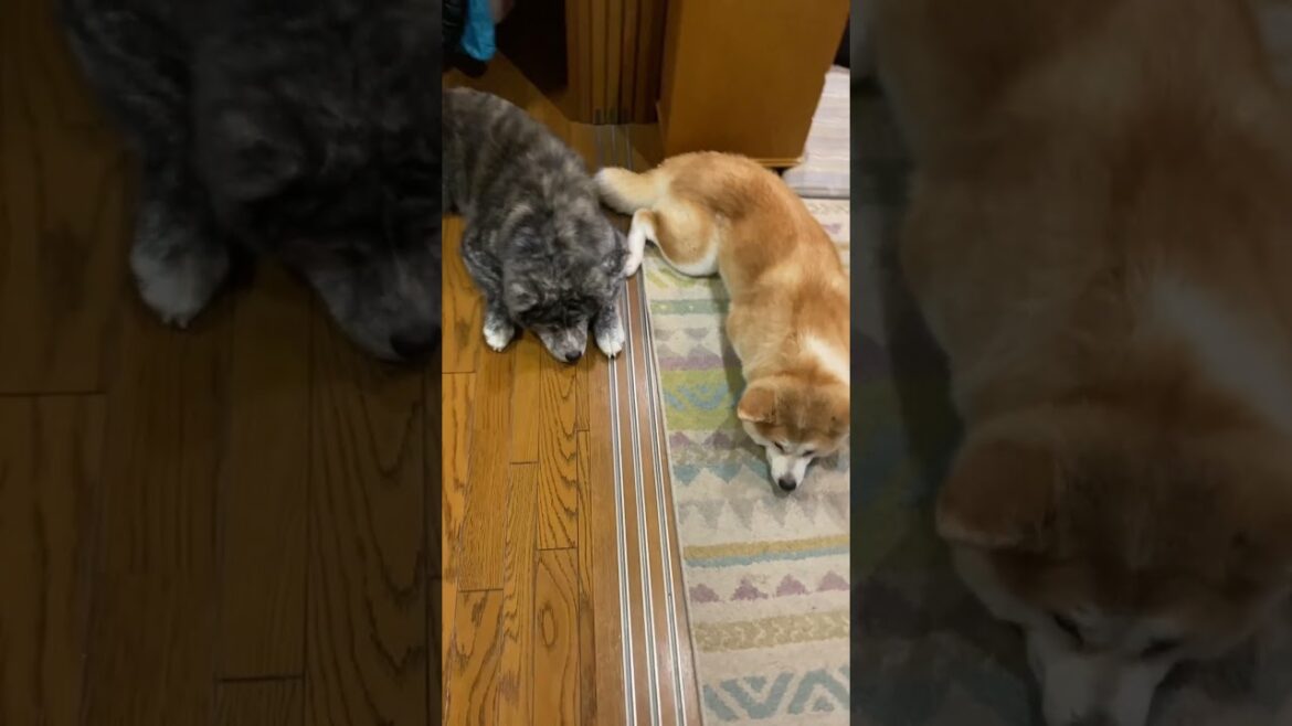 同じスタイルでくつろぐ可愛い秋田犬姉妹【Akita-inu】@akita-inu-pata #shorts