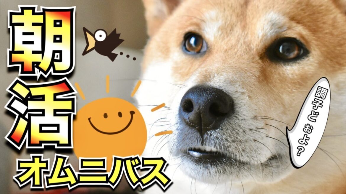 柴犬と暮らすと朝はこうなるって話【あるじNOステップ】三浦半島ジブリ 柴犬と暮らすと朝はこうなるって話【あるじNOステップ】三浦半島ジブリ