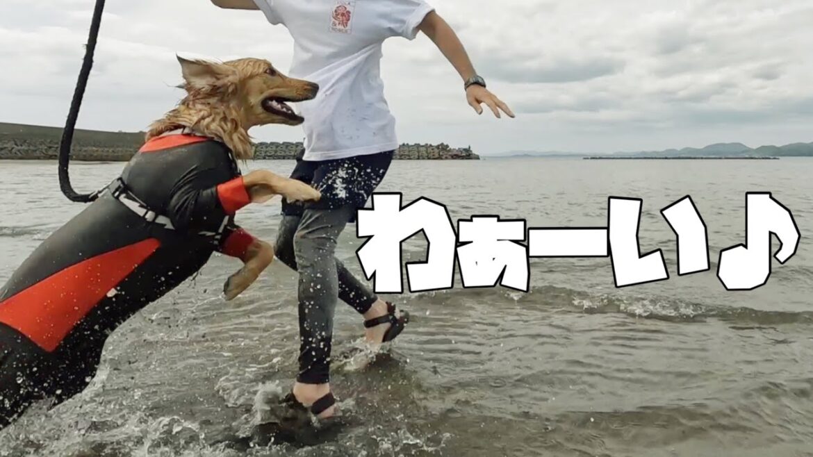 【海】楽しくて嬉しくて、はしゃぎまくるゴールデンレトリバー