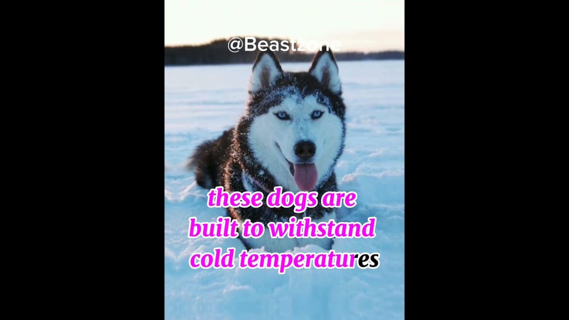 ✨😱"Husky"husky dogs fact /husky lover #animals #shorts #ytshorts #cute #puppy #facts #dog