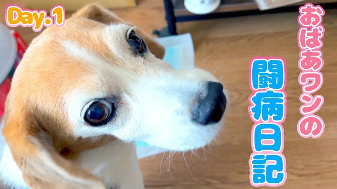 【闘病日記】病気と闘うおばあワンビーグル。Day .1