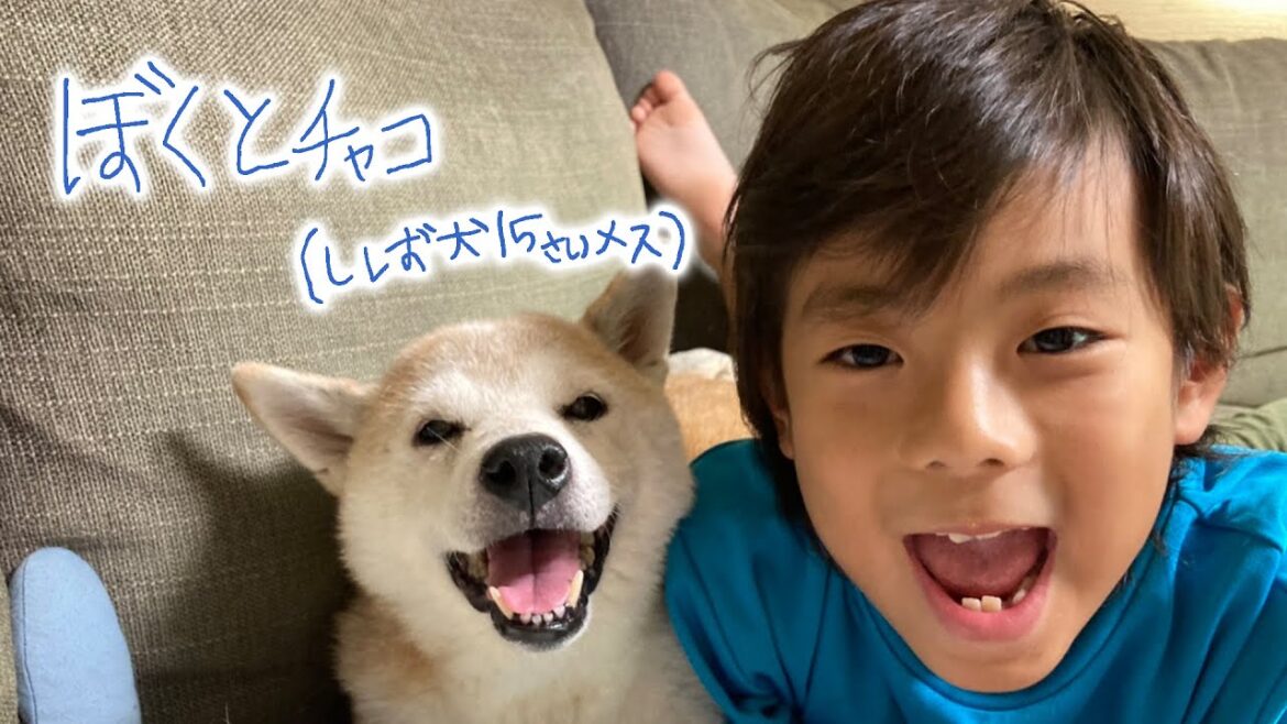 溺愛のあまり、おばあちゃん柴犬さんを自由研究しちゃった｜PECO