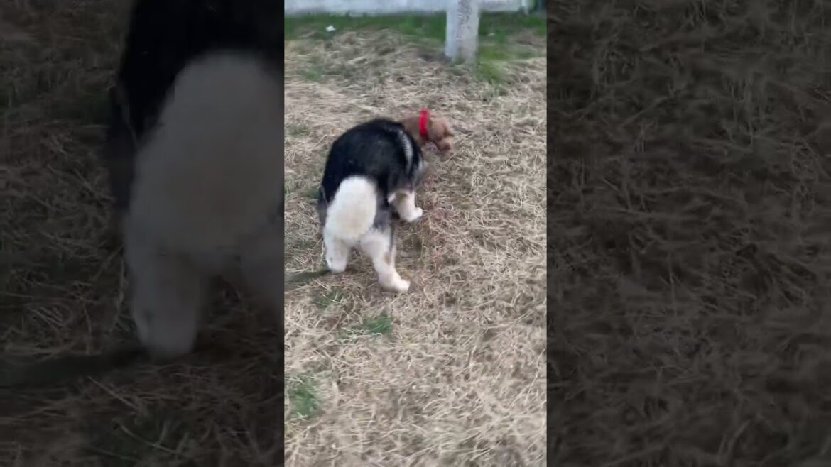 Ваши ставки?😱 Американский Булль или маламут?🐕🐕