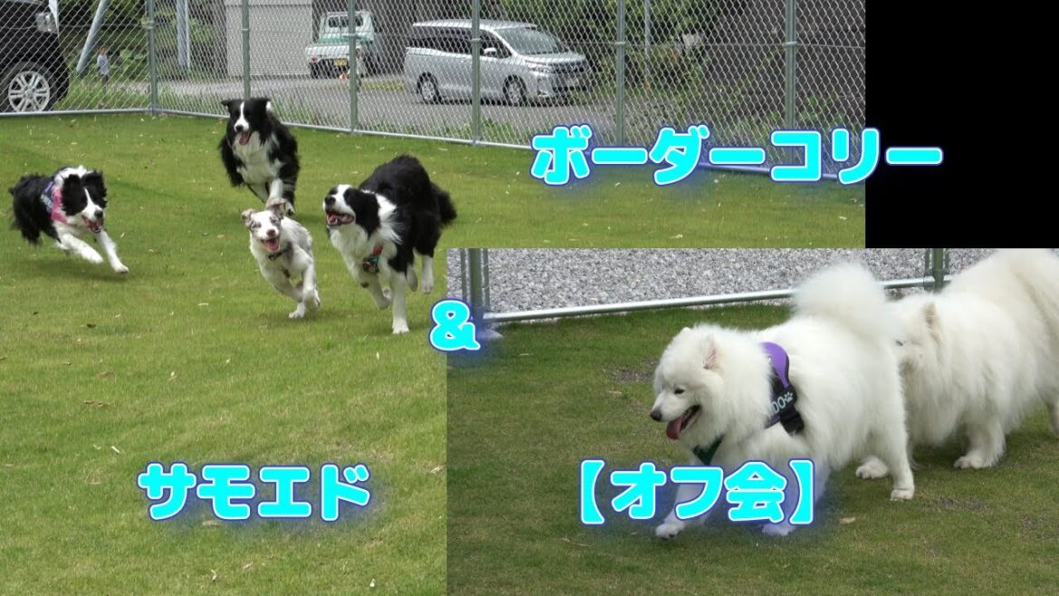 ボーダーコリー＆サモエドオフ会