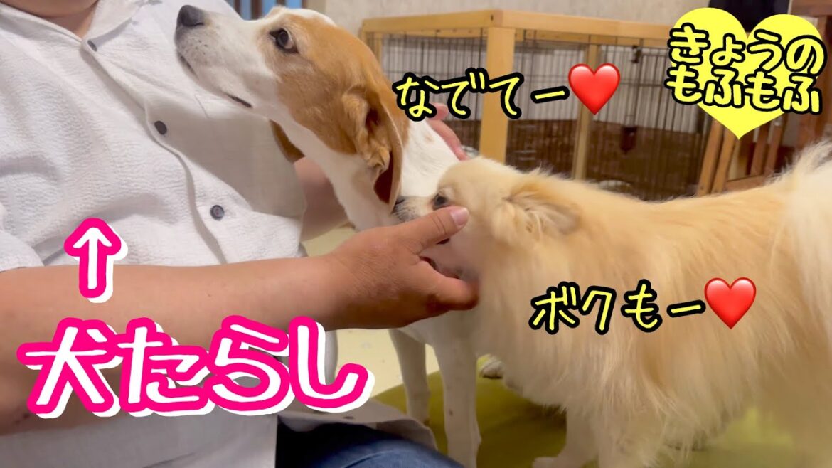 パパの友達は犬たらしと映画監督😆【ビーグルさつきとポメ梵天】