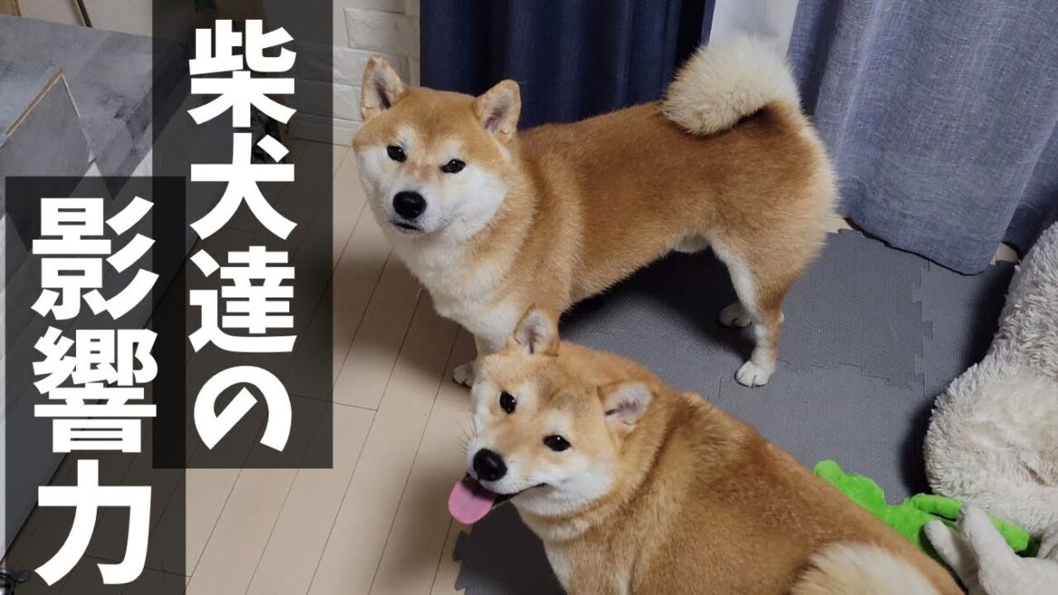 柴犬達と過ごす事によって、赤ちゃんはワンパクに育ちそうです