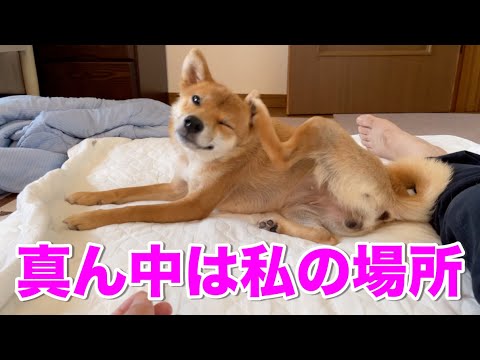 朝、なんか端っこで寝てるなーと思ったら柴犬に布団の真ん中を占拠されている件 小夏生後10ヶ月 朝、なんか端っこで寝てるなーと思ったら柴犬に布団の真ん中を占拠されている件 小夏生後10ヶ月