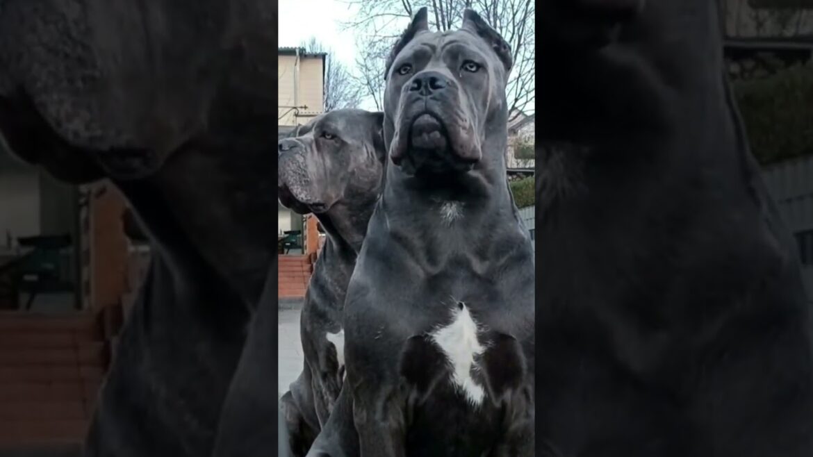 cane corso lovers  | cane corso breed | #shorts