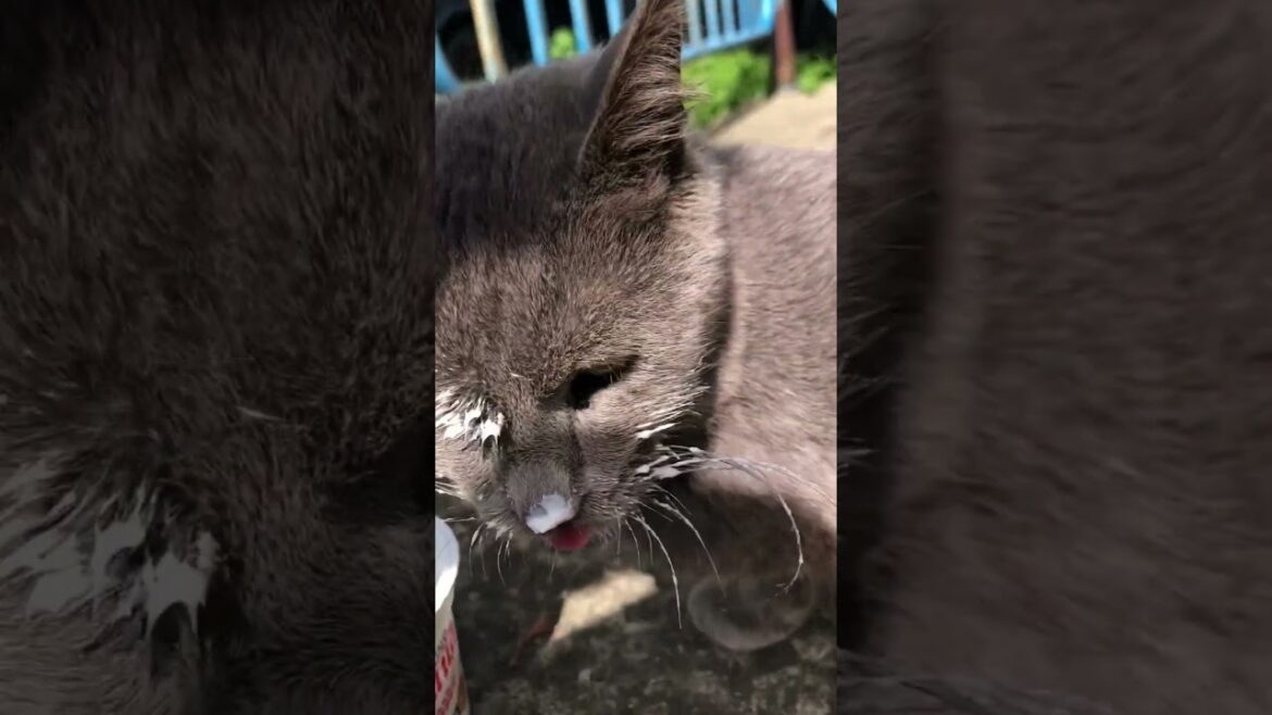 Korat cat close up please subscribe #cutecat #cats #kittens #viralshorts