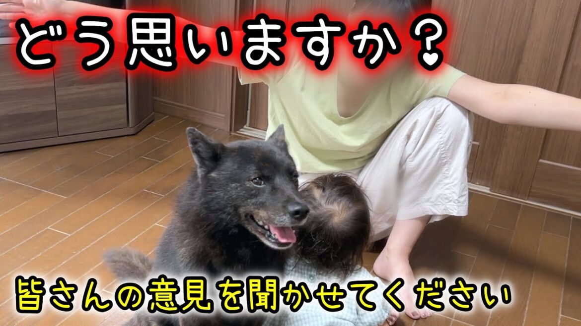 視聴者の方々に、相談があります【甲斐犬一休と猫のしずくと僕のチャンネル】