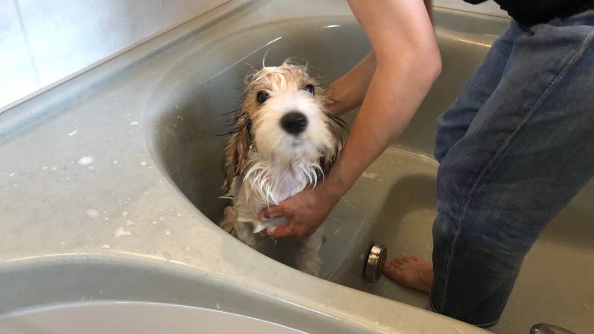 お風呂"は"好きなプチバセの子犬