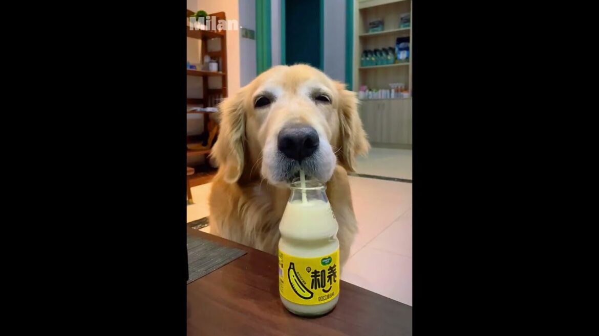 Golden retriever drinking banana milk