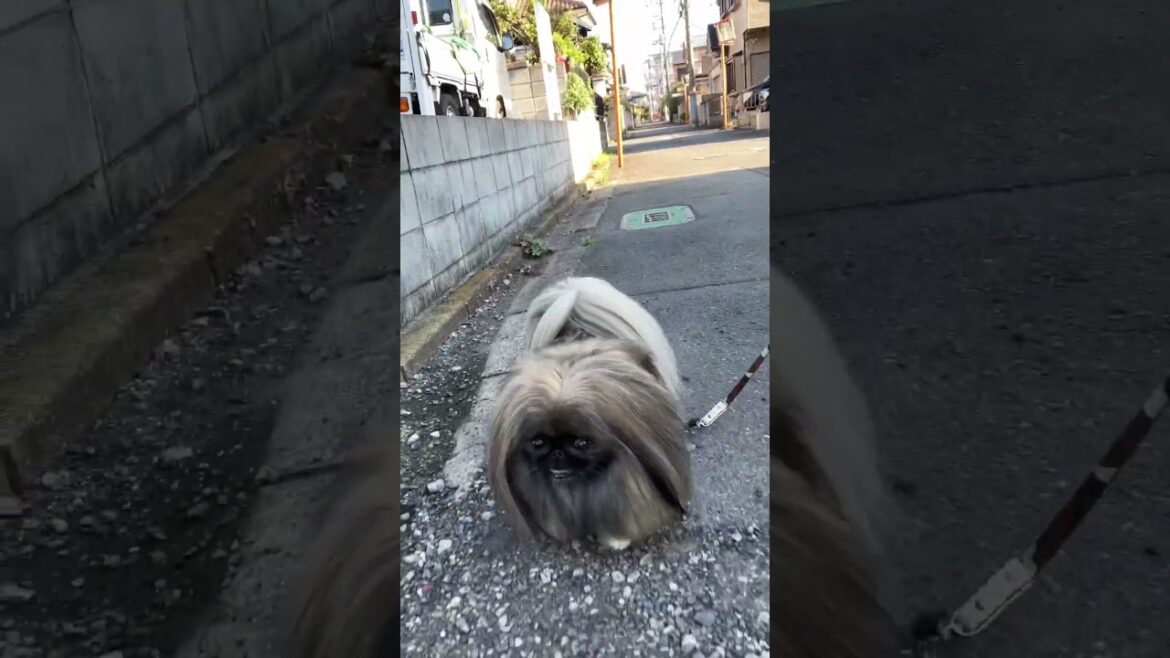 長い毛を揺らしながらのお散歩ペキニーズ