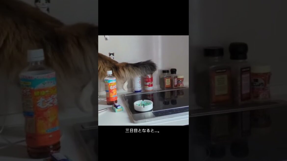 キンカローのルナちゃん🌙〜新居で冒険の回〜