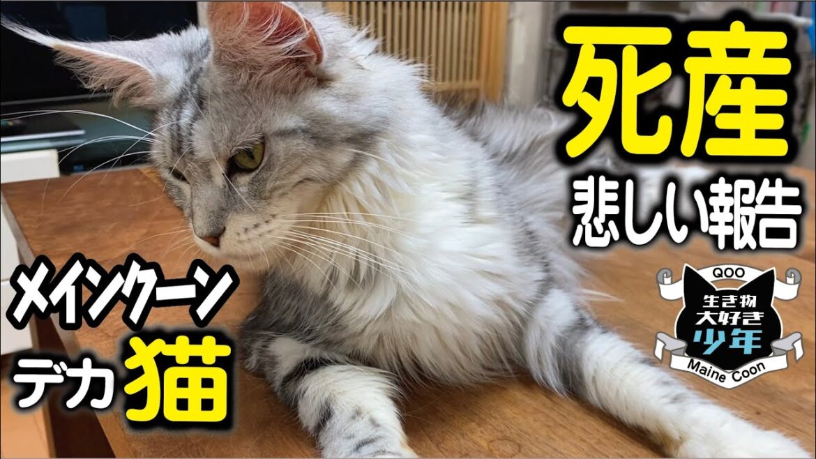 【悲しい報告】死産／メインクーン初産のメス猫