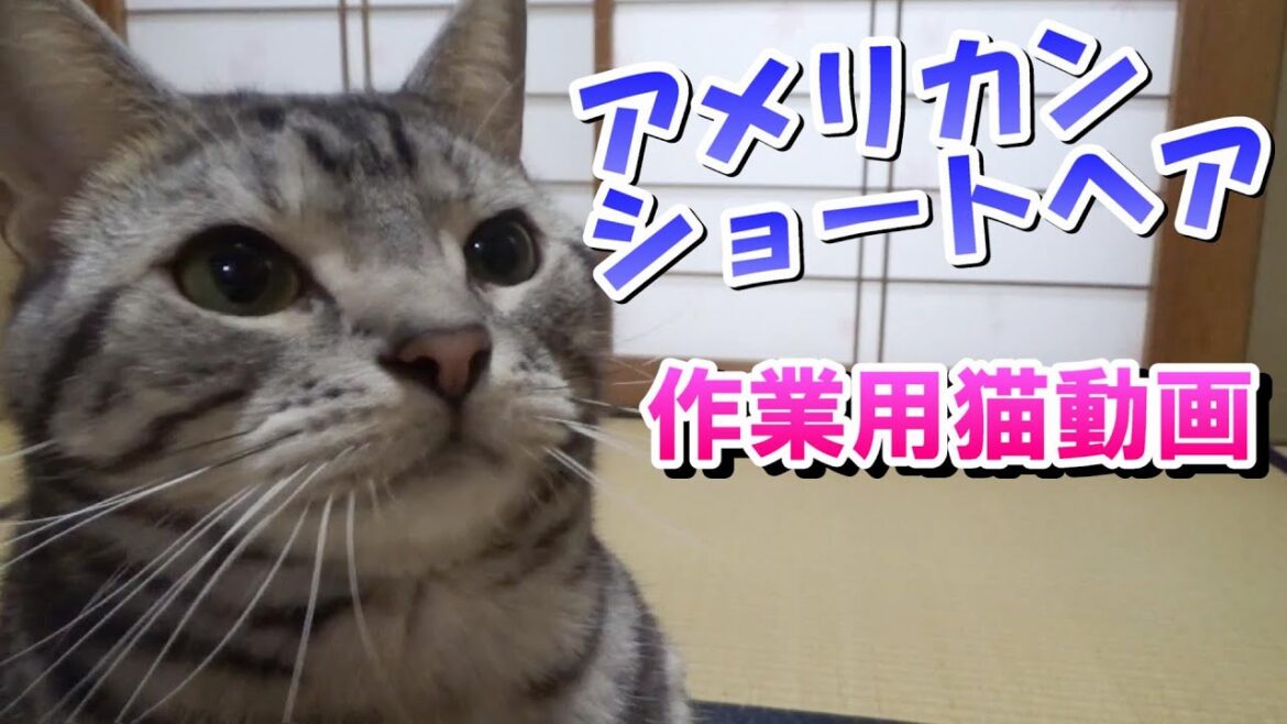 作業用猫動画 2~3歳アメリカンショートヘア2023年 作業用猫動画 2~3歳アメリカンショートヘア2023年