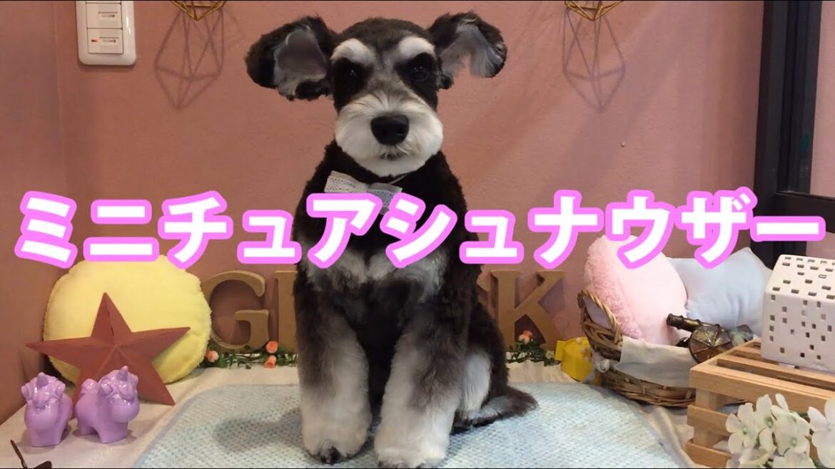 ミニチュアシュナウザーのトリミング