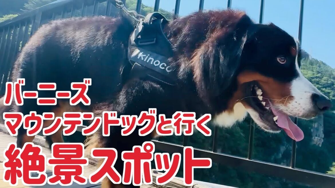 鬼怒川に架かる絶景スポットにバーニーズマウンテンドッグと行ってきました