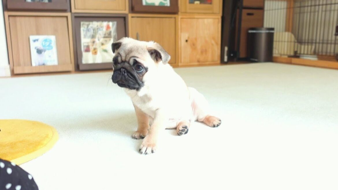 パグの赤ちゃんが"座れ"と"伏せ"を覚えた日。The day my baby pug learned to "sit" and "down".【パグ、pug】