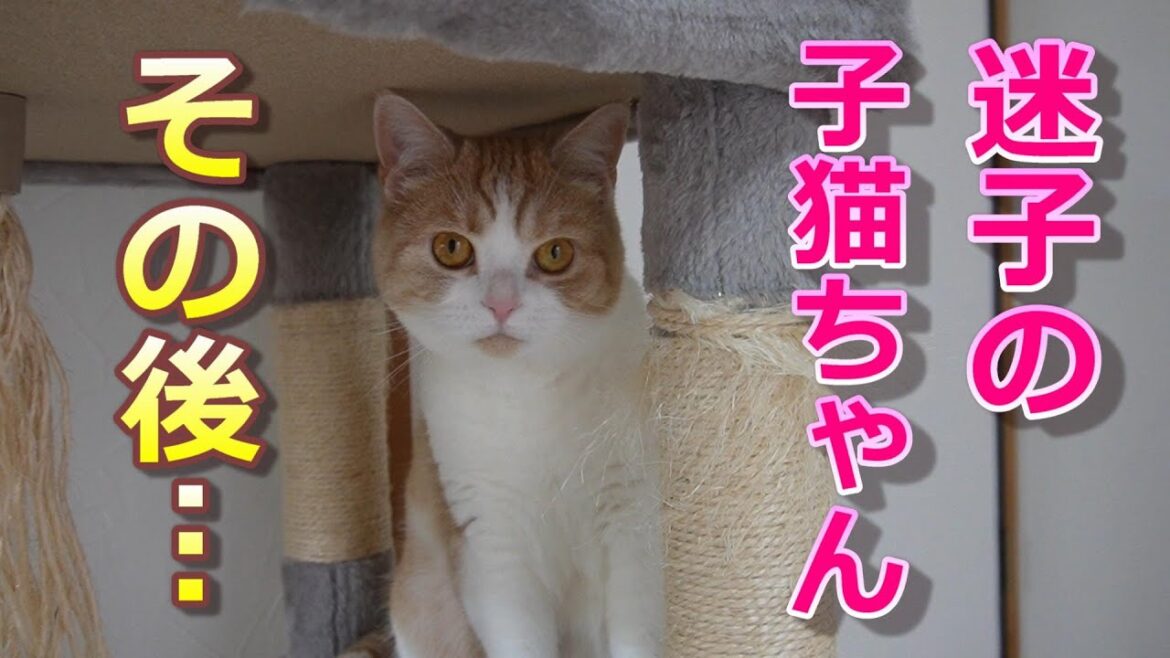 先日保護された迷子の子猫ちゃんに会ってきました【スコティッシュフォールド】【アビシニアン】 先日保護された迷子の子猫ちゃんに会ってきました【スコティッシュフォールド】【アビシニアン】