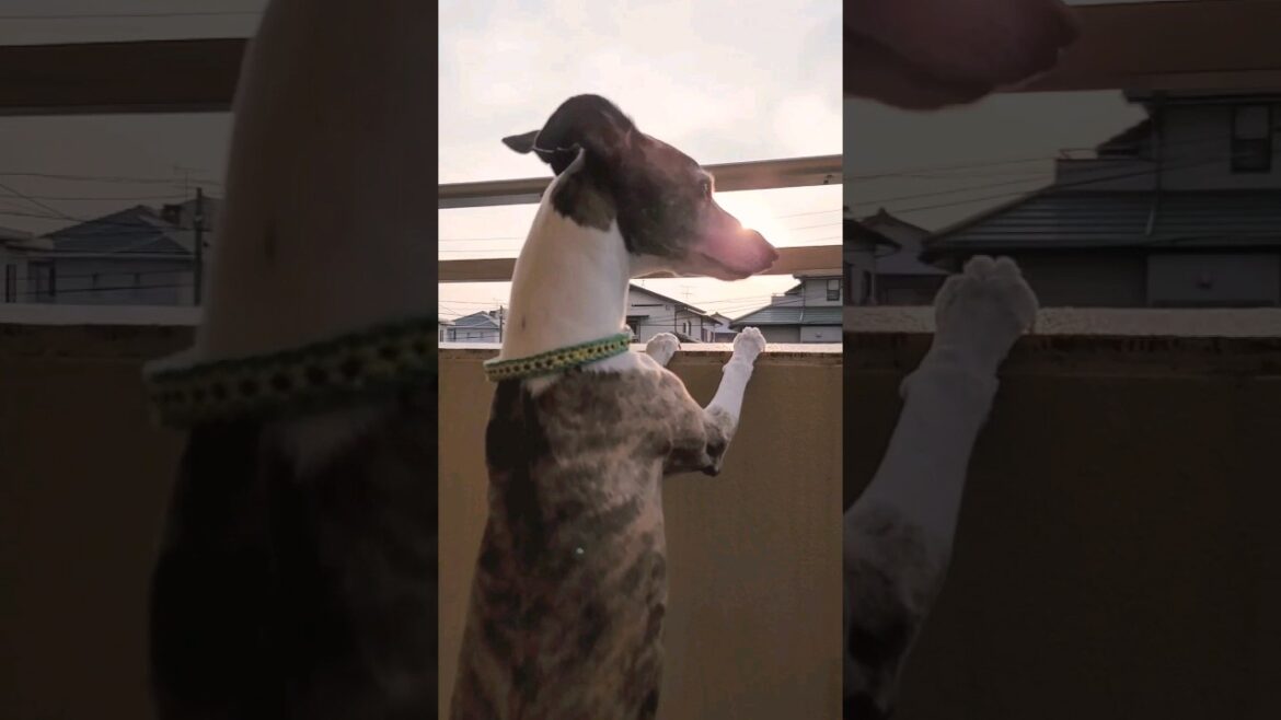 オヤツサガシマクルウィペットイッヌ。カイトおじさん。 Whippet Dog KAITO Like Snack FUKUOKA JAPAN.