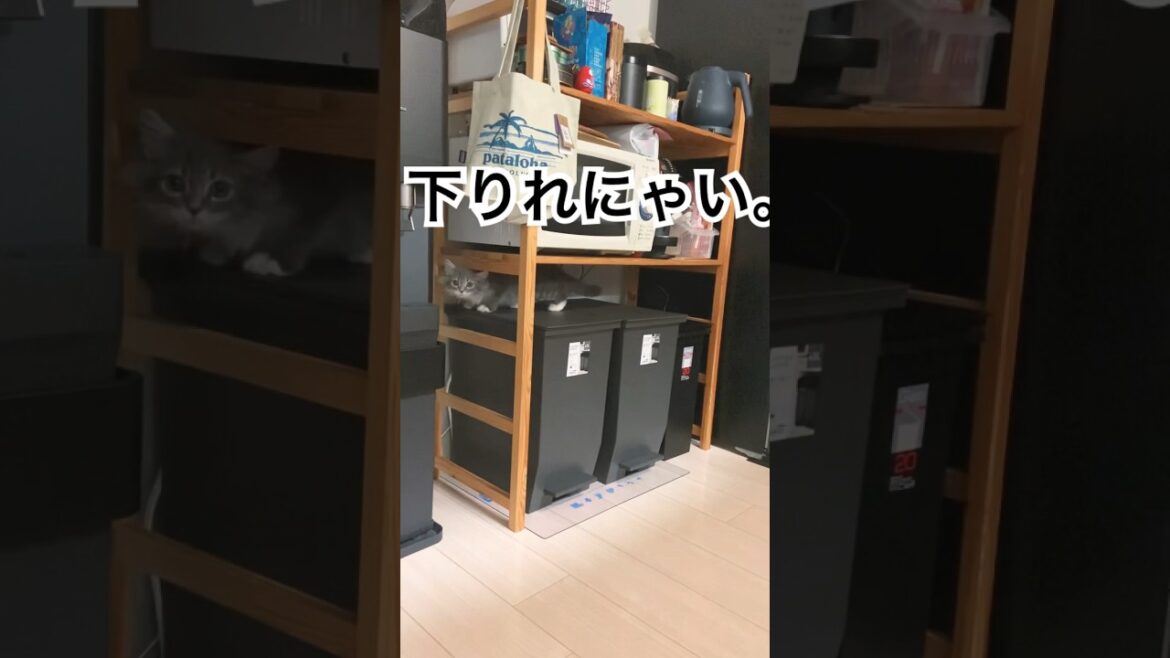子猫、ゴミ箱の上から下りられなくなる。#shorts #猫 #サイベリアン