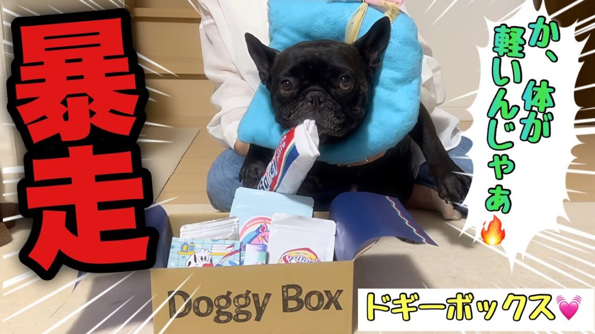 ぽっちゃりフレンチブルドッグがダイエットに成功し暴走モード突入【ドギーボックス】