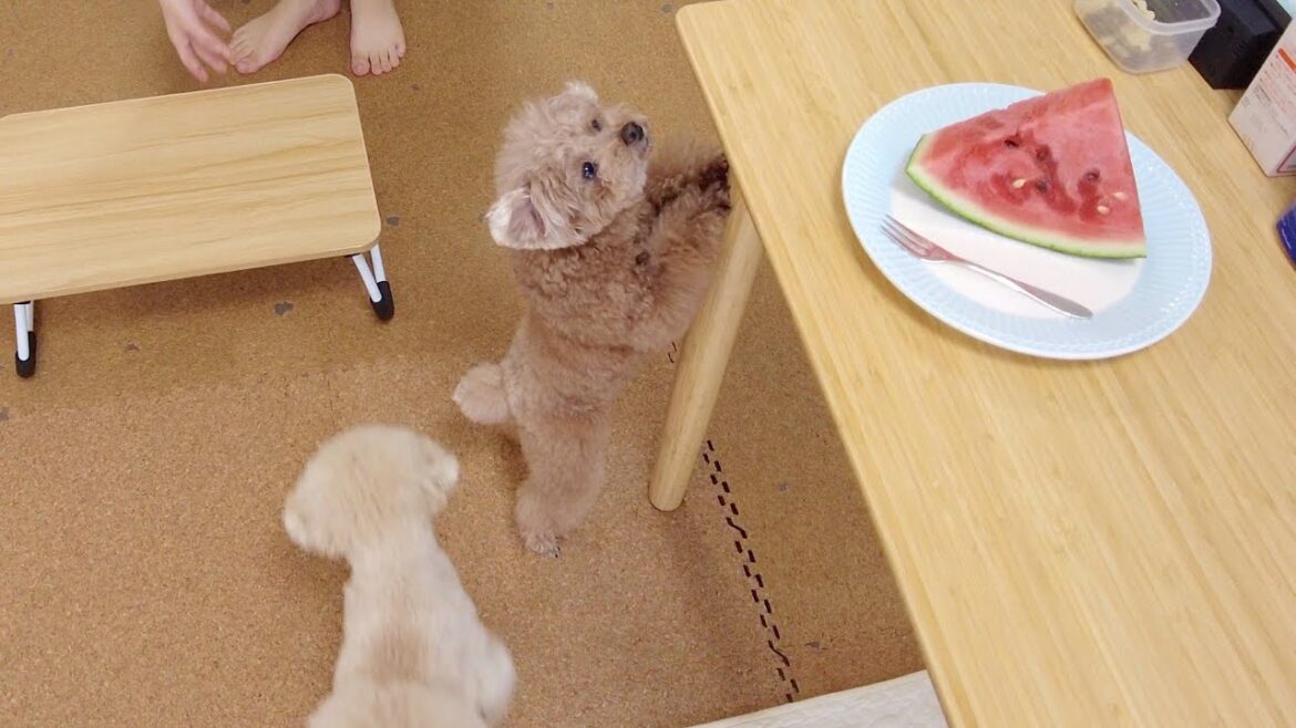 パパさん用のスイカを狙う兄妹犬