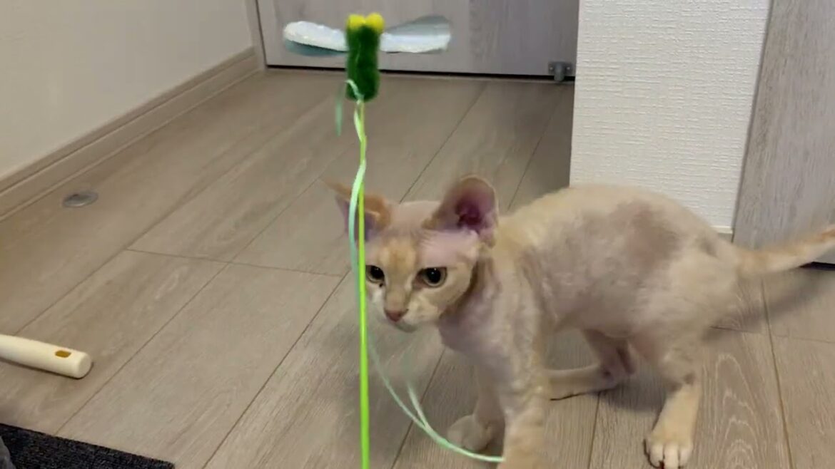 デボンレックス猫は子供の頃からトンボの猫じゃらしが大好きです(Devon Rex cat loves a dragonfly-shaped toy)