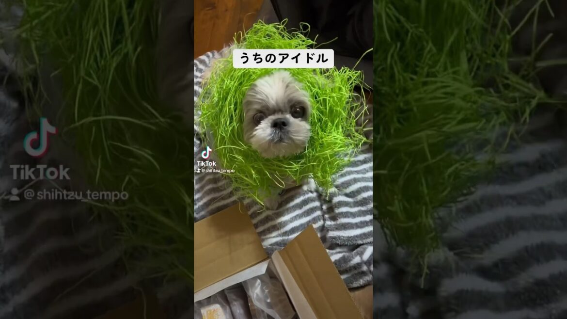 うちのアイドルとYOASOBIの歌詞あわせてみた  #推しの子#shihtzu #犬